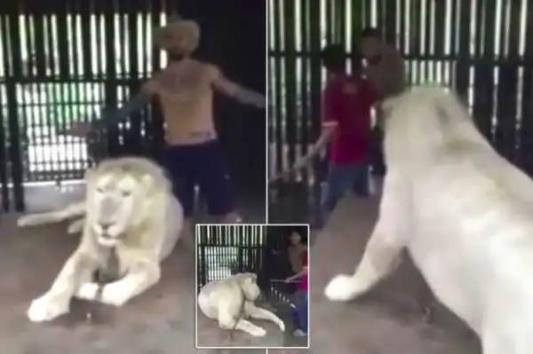 Angry Lion Attacks Tourist Who Touched Him